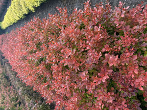 Bild von Berberis